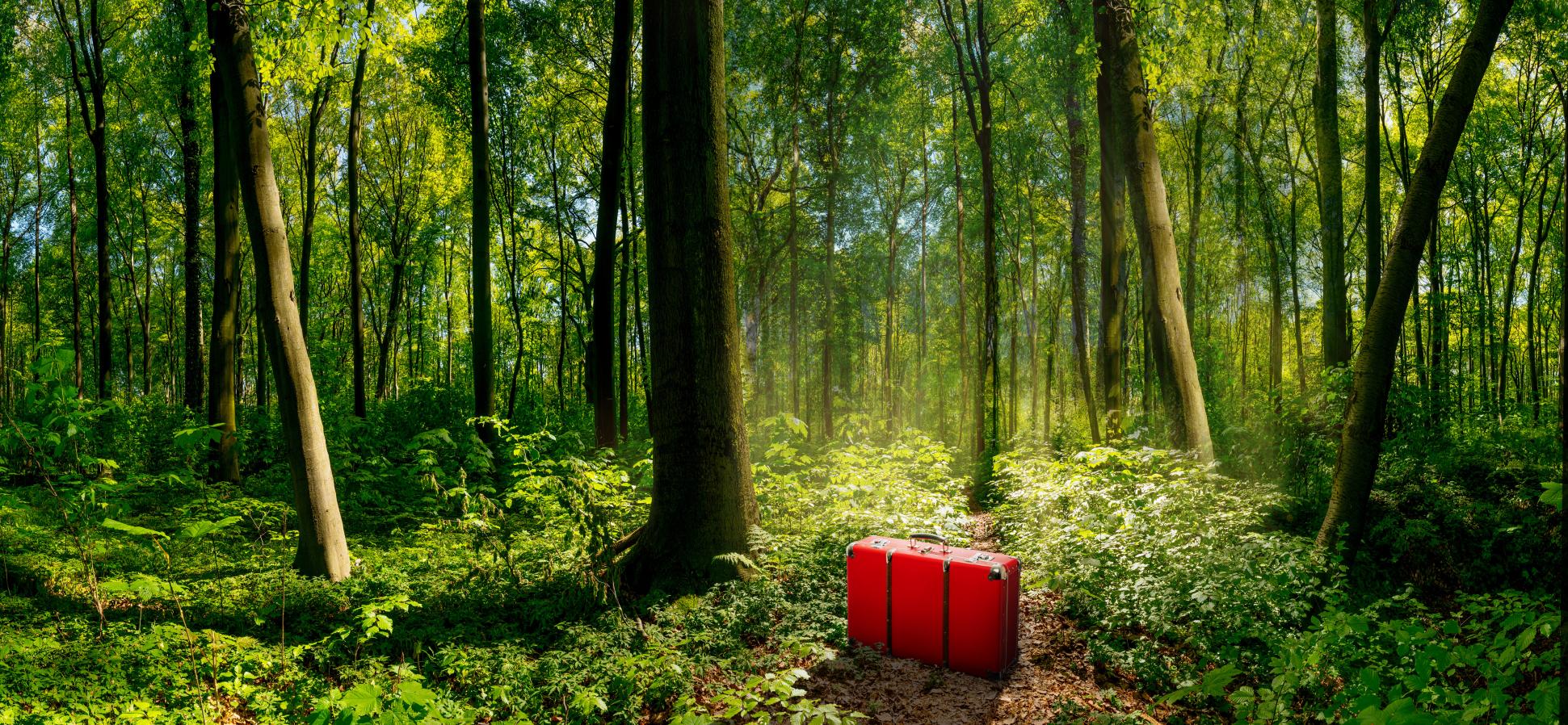 Wald mit roten Koffer